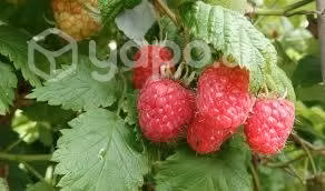Frambuesas de la Huerta