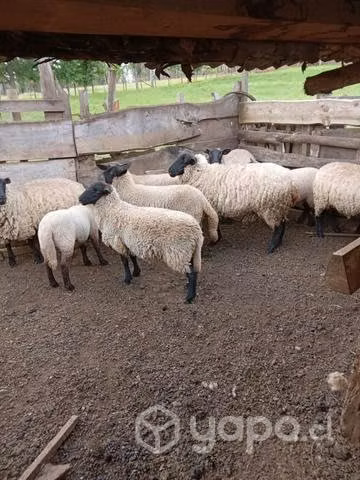 Cordero cara negra