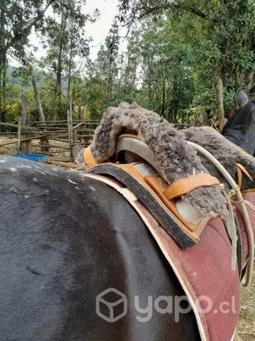 Montura de avios