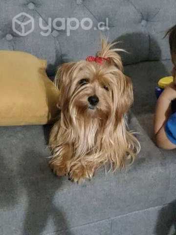 Quiero un pololo