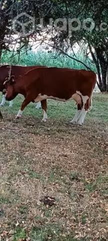 Vaca parida - Imagen 6