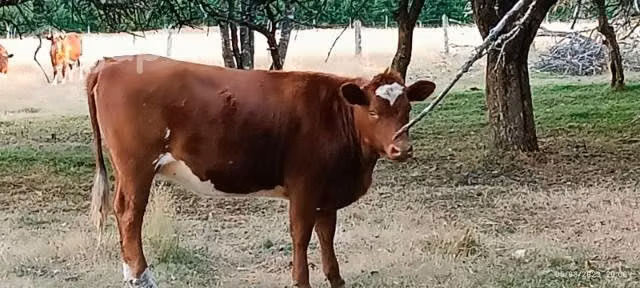 Vaca parida - Imagen 5