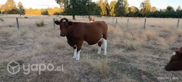 Vaca parida - Imagen 2