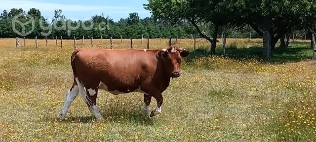 Vaca parida