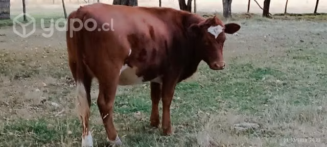 Vaca parida - Imagen 4