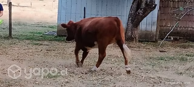 Vaca parida - Imagen 3