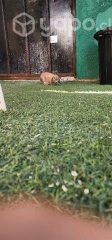 Mini lop