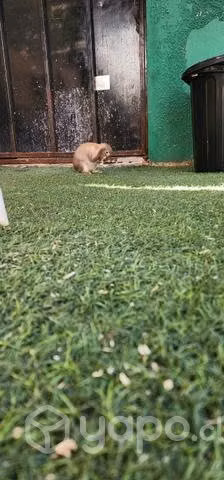 Mini lop