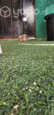 Mini lop