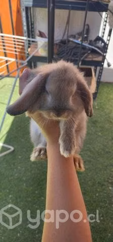 Mini lop