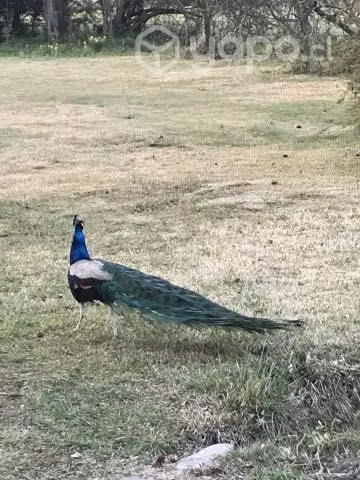 Pavos reales