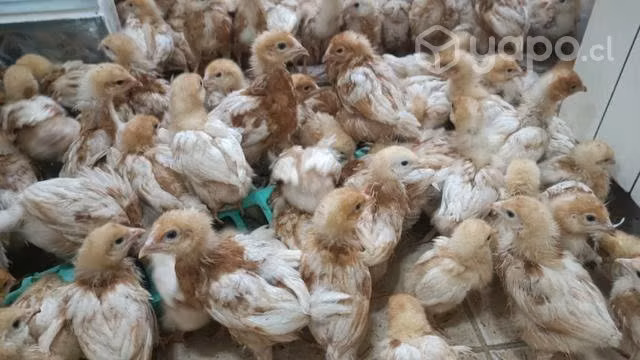 Pollitas Lohmann brown de 30 a 45 días