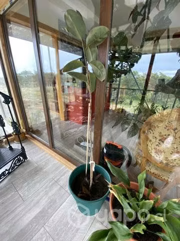 Gomero planta