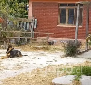Regalo perrito tamaño grande