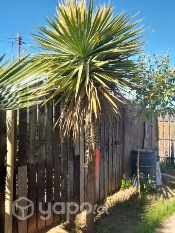 Palmeras Abanico y Dracenas