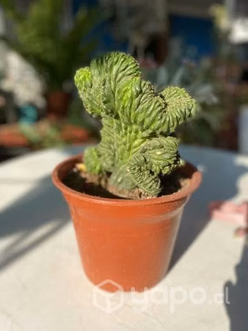 Cactus Cerebro