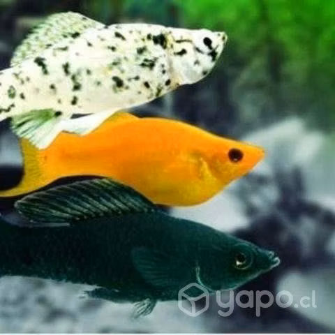 Peces y acuarios - Imagen 4