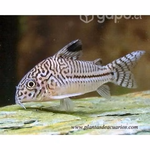 Peces y acuarios - Imagen 3
