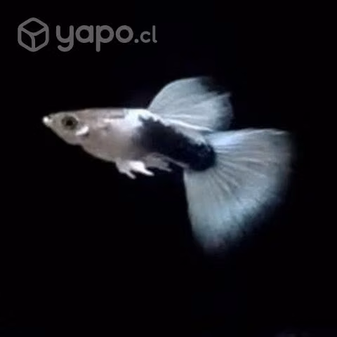 Peces y acuarios - Imagen 2