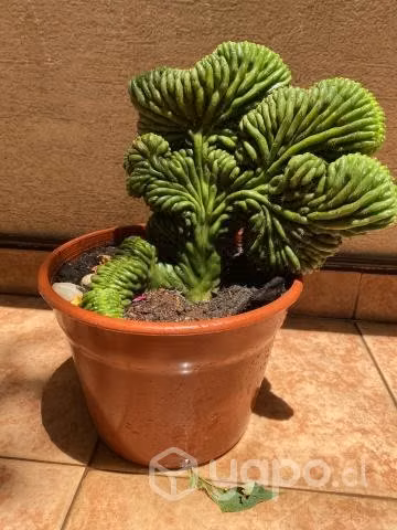 Cactus Cerebro