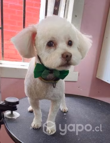 Se busca pareja hembra para poodle toy