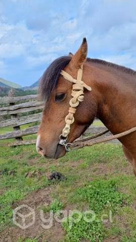 Potro Pony Mampato