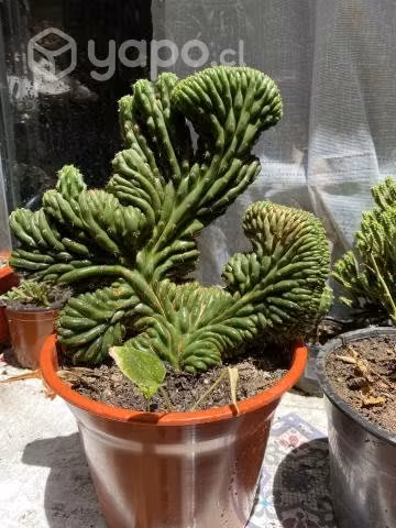Cactus Cerebro