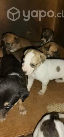 Se regalan perritos