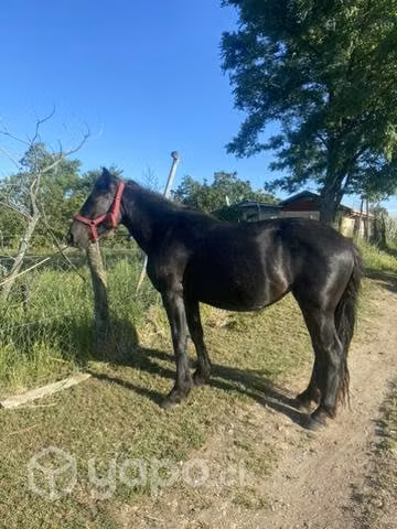 Potranca 3 años