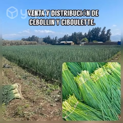 Ciboulette y Cebollin