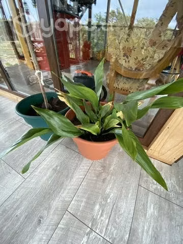 Planta mediana