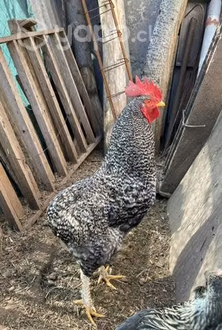 Gallos colloncos - Imagen 6