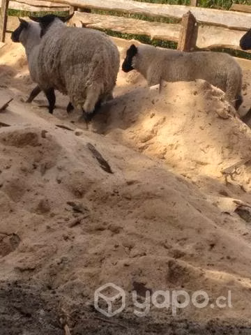 Carnero y cerdo