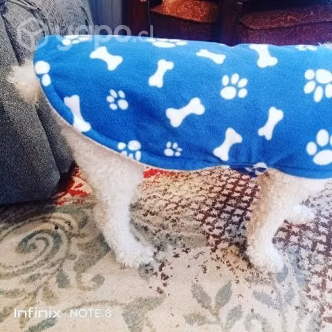 Capas mascotas