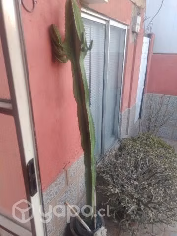 Cactus gigante