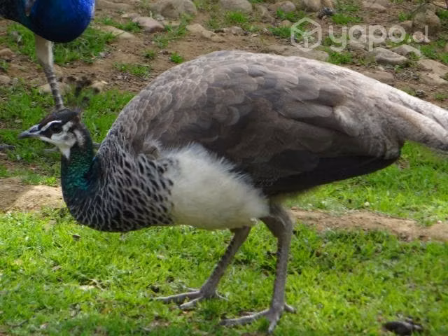 Pavos reales jóvenes