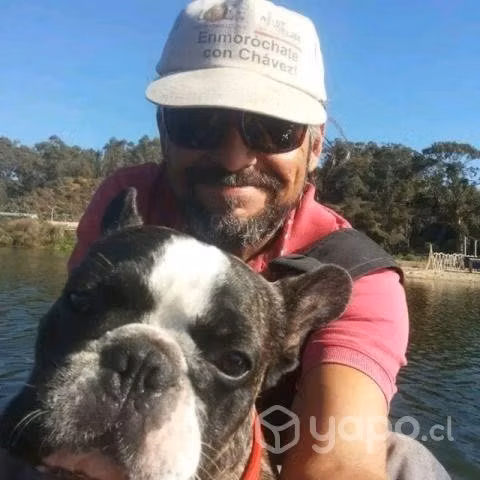 Bulldog francés busca novia