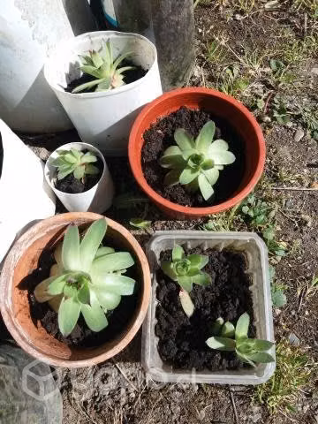 Suculentas