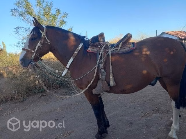 Caballo