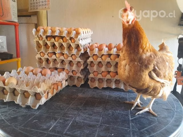 Caja de huevos de gallinas libre y felices