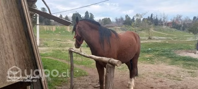 Caballo manso 5-6 años monturero mestizo arabe
