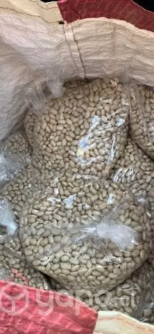 Porotos Tortola Del Año Cremosos