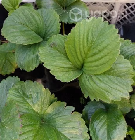 Plantas de frutillas rojas