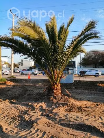 Palmeras grandes - Imagen 2