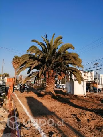 Palmeras grandes