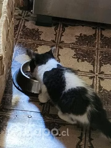 Se regalan gatitos