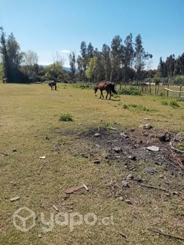 Potranca