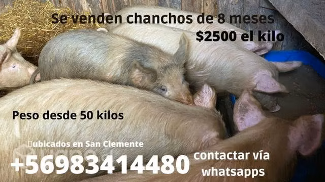 chanchos