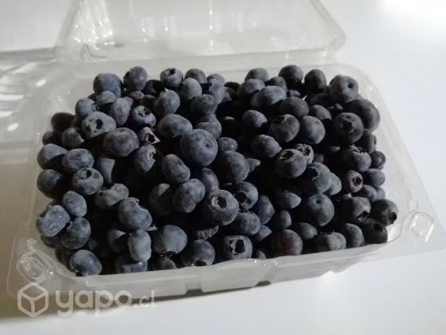 Arandanos