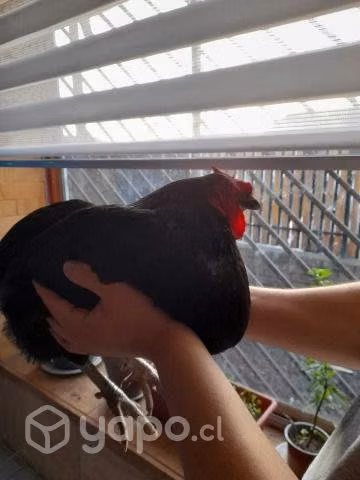 e gallinas colloncas y araucanas